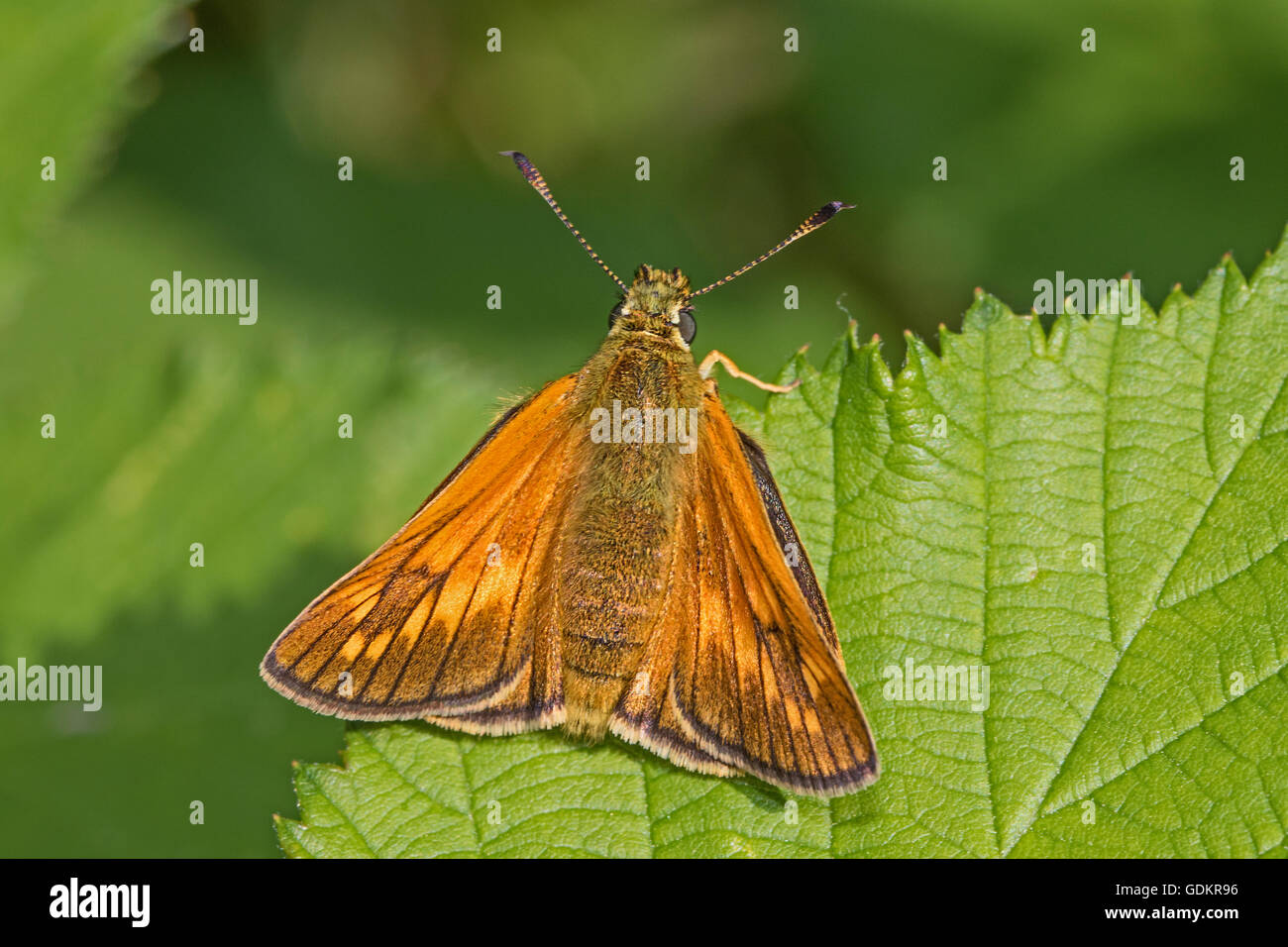Maschio Skipper di grandi dimensioni (Ochlodes sylvanus) Foto Stock