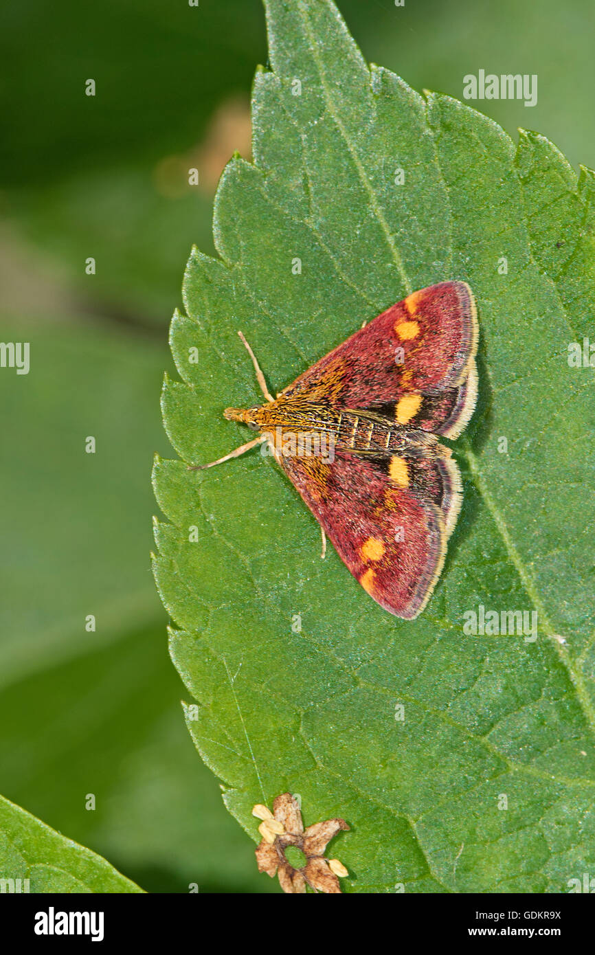 Piccola viola e oro Micro-moth (Pyrausta aurata) Foto Stock