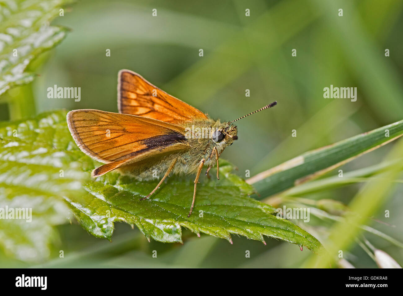Maschio Skipper di grandi dimensioni (Ochlodes sylvanus) Foto Stock