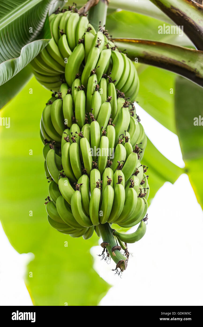 Banane appeso a un albero di banana. Foto Stock