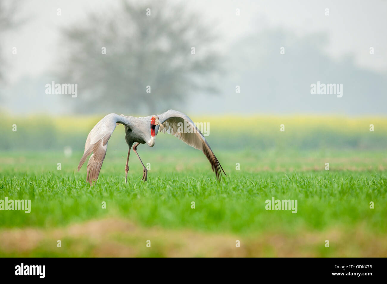 Gru Sarus (Grus antigone) prendendo un volo vicino al Parco Nazionale di Keoladeo, Bharatpur Rajasthan, India. Foto Stock