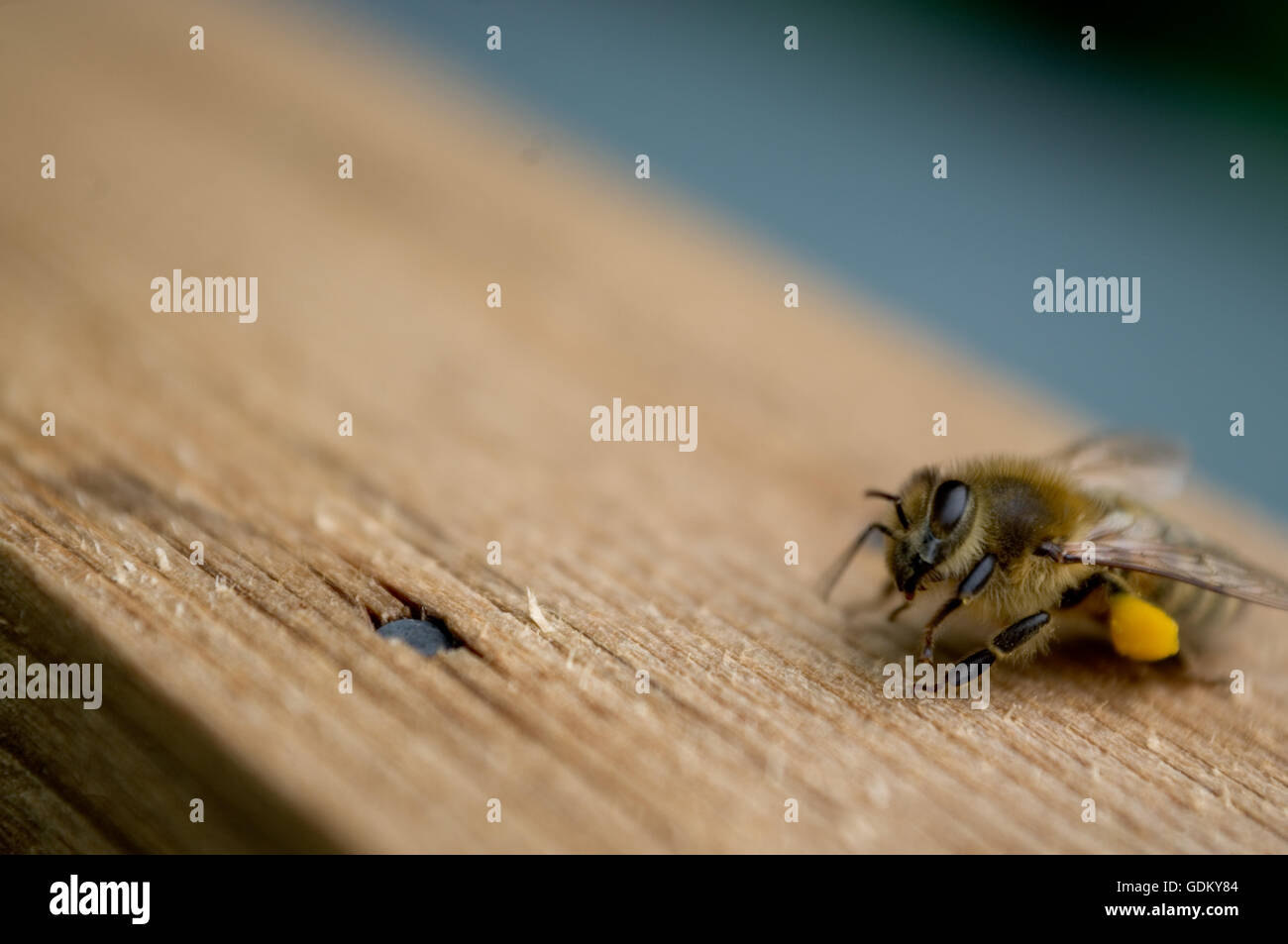 Bee poggiante su legno con il polline sulle gambe vicino a chiodo tack Foto Stock