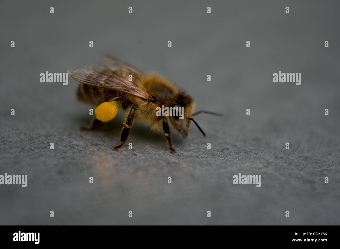 Honeybee con il polline sulle gambe Foto Stock