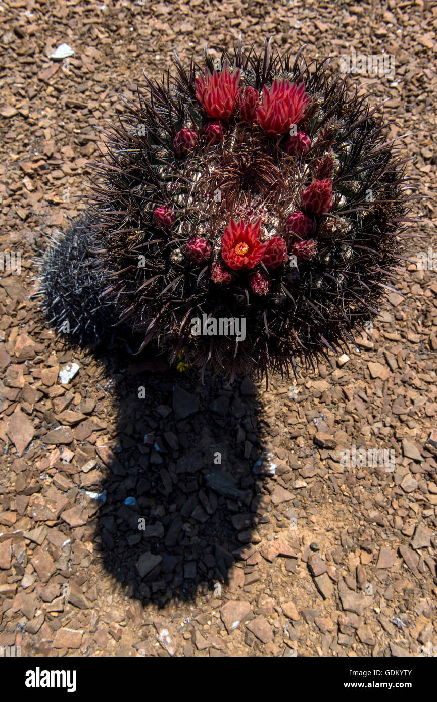 Canna gigante Cactus (Ferocactus diguetii) fiore San Benito, Baja California, Messico Foto Stock