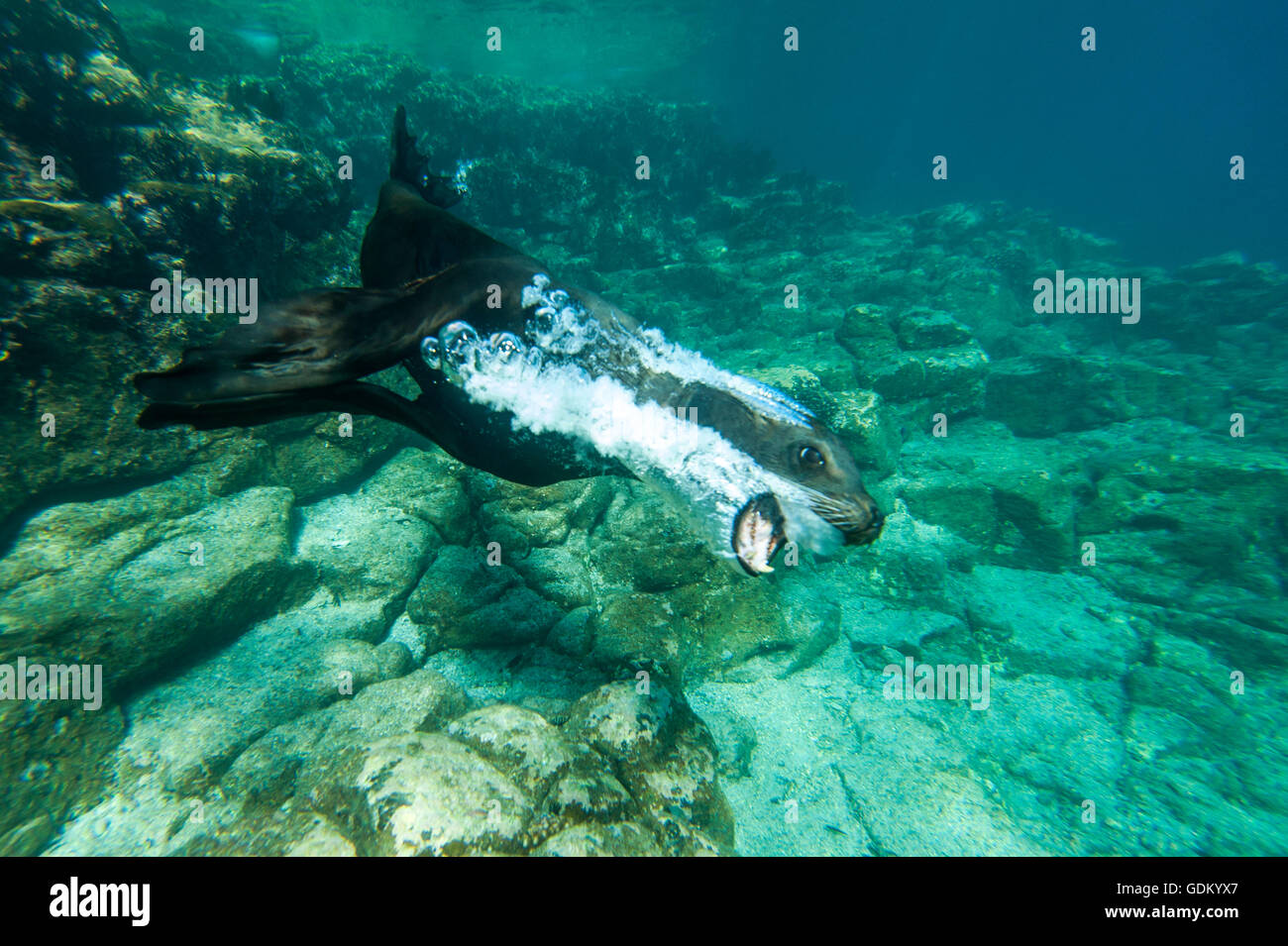 Il leone marino della California che mostra il comportamento ludico Los Islotes, Baja California, Messico Foto Stock