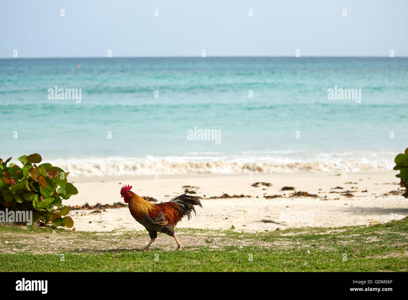 Le Piccole Antille Barbados parrocchia Saint Michael west indies capitale la città costiera di Oistins pollo in spiaggia a piedi della Rooster Foto Stock