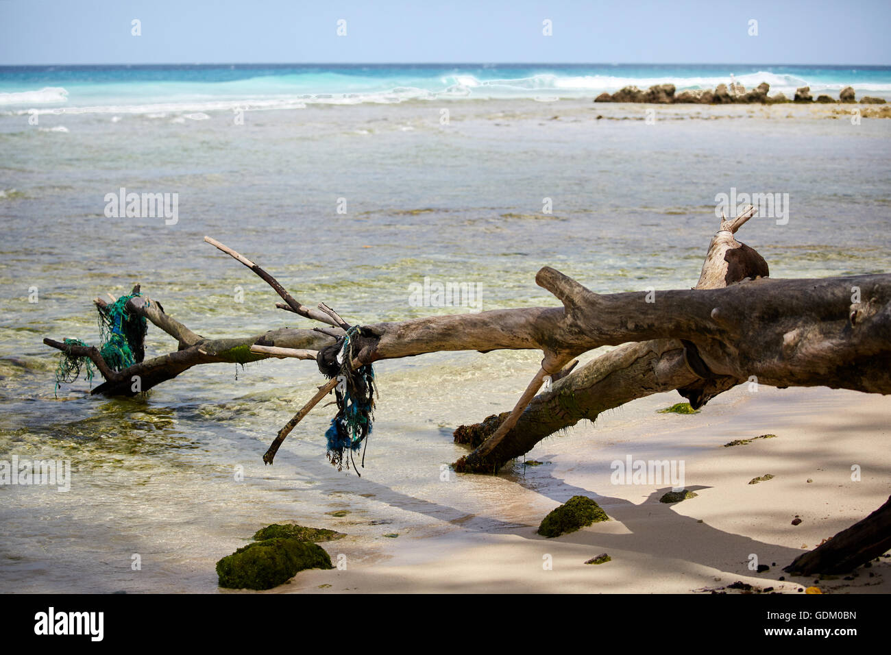 Le Piccole Antille Barbados parrocchia Saint Michael west indies capitale Bridgetown Drill Hall beach albero caduto carrello in acqua co Foto Stock