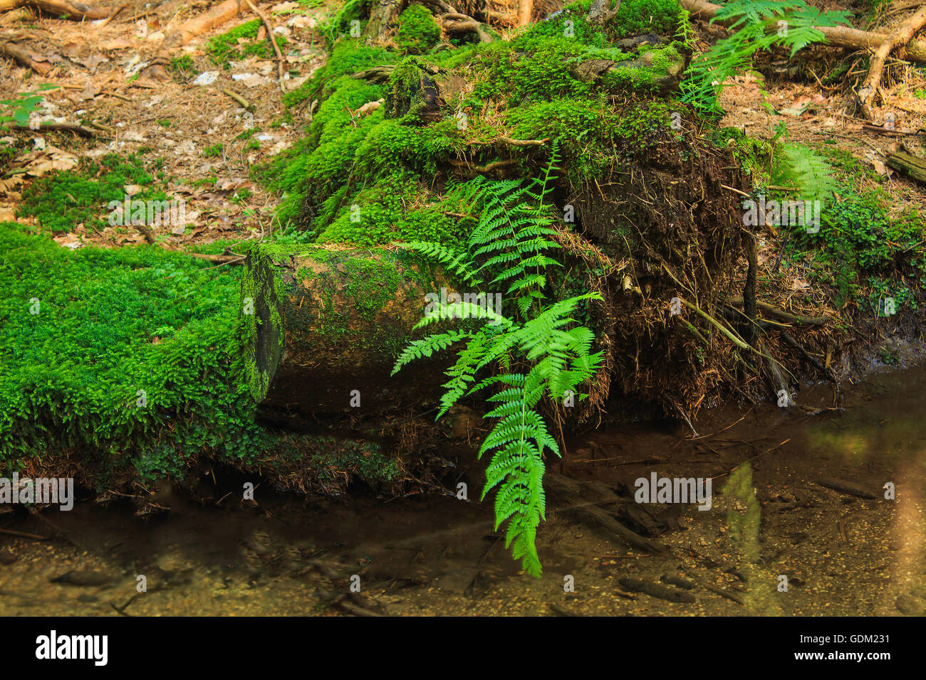 La felce su un moncone con acqua in background dei grafi ad albero Foto Stock