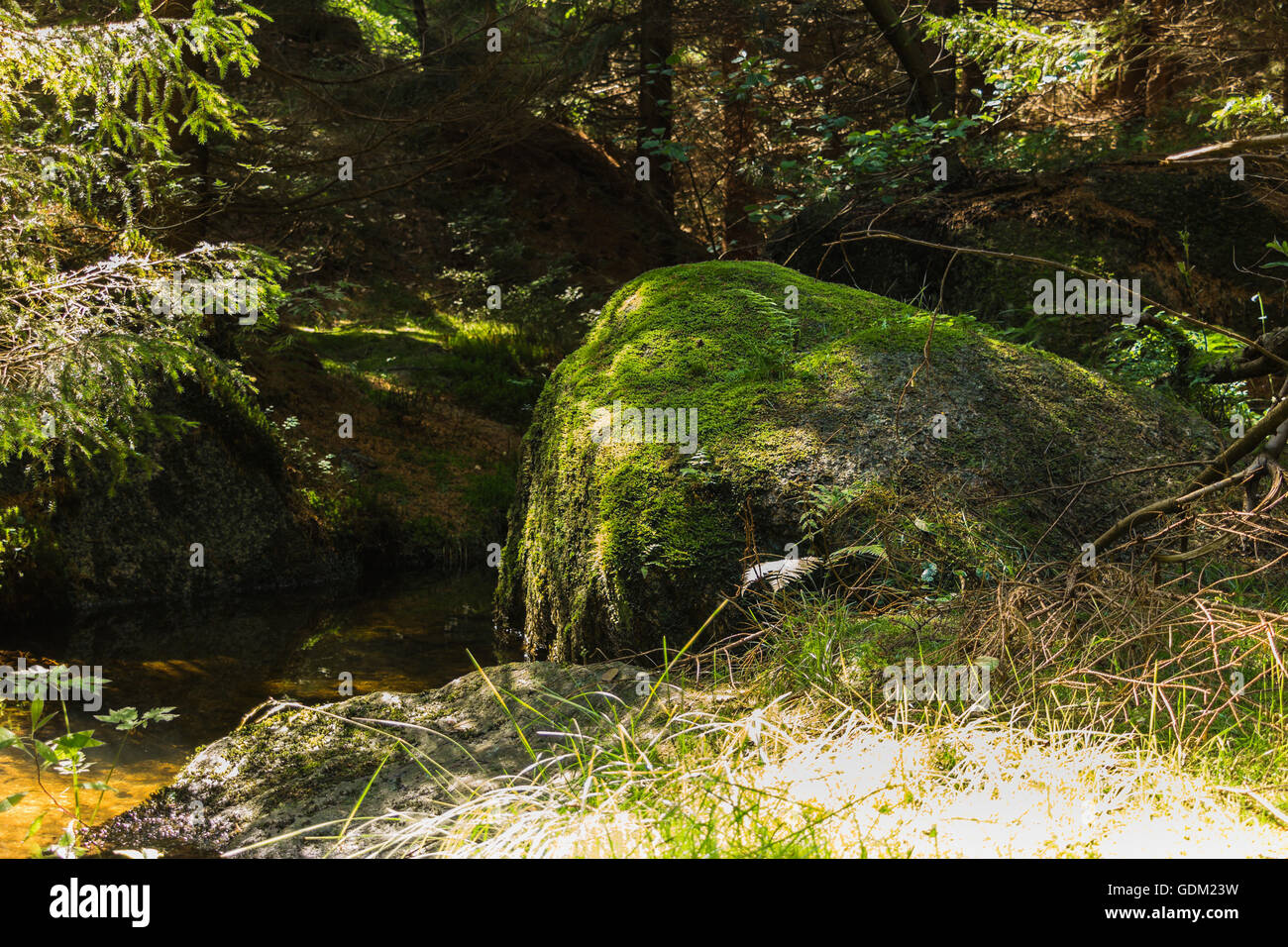 Vista su rocce con la superficie calma di un torrente nel bosco Foto Stock