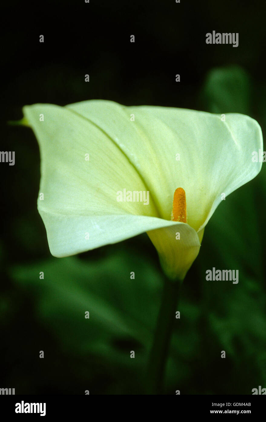 Zantedeschia aethiopica , Calla Lily, arum Foto Stock