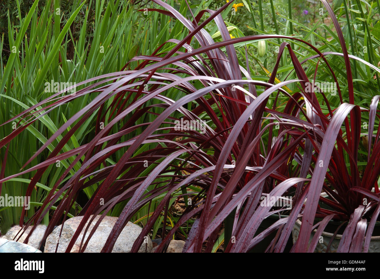 Corydyline FONTANA ROSSA, Foto Stock