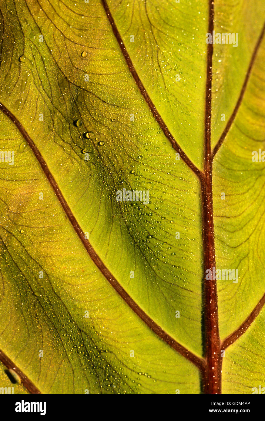 Colocasia fontanesii , close up di fogliame, Foto Stock