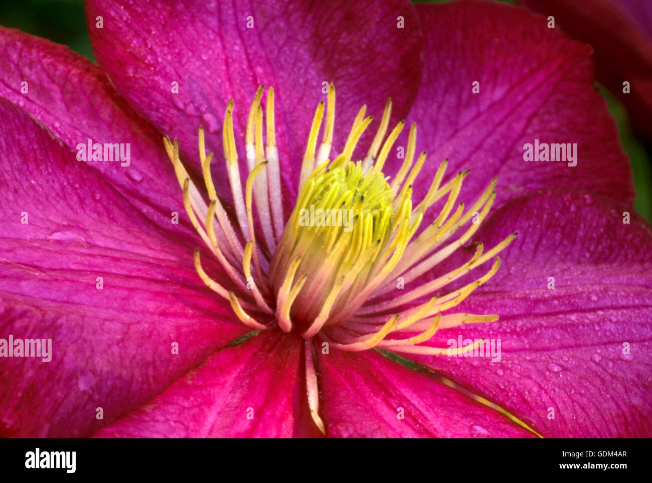 Clematis Ville de Lyon, Foto Stock