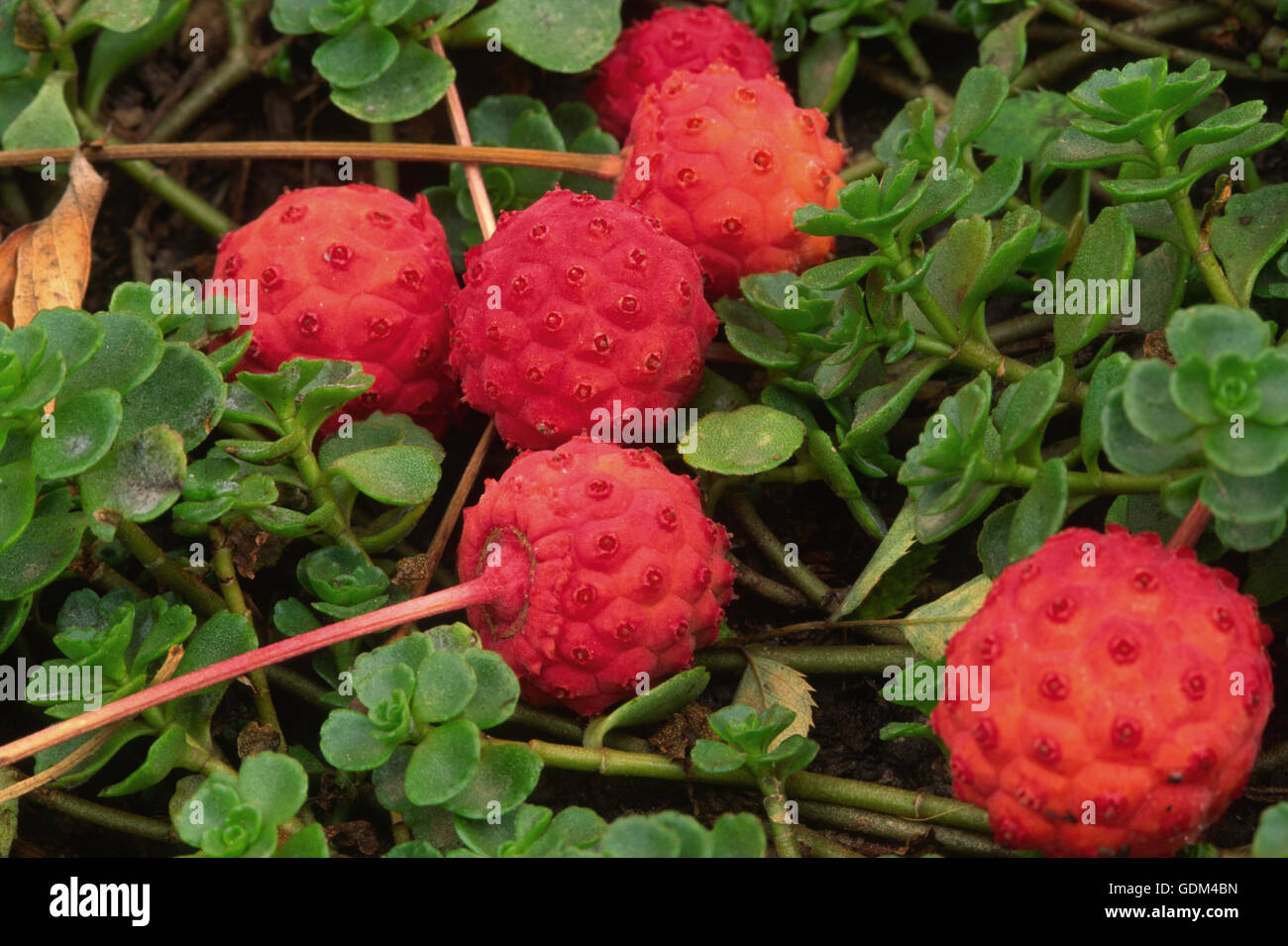 Cornus kousa alberi da frutto Foto Stock