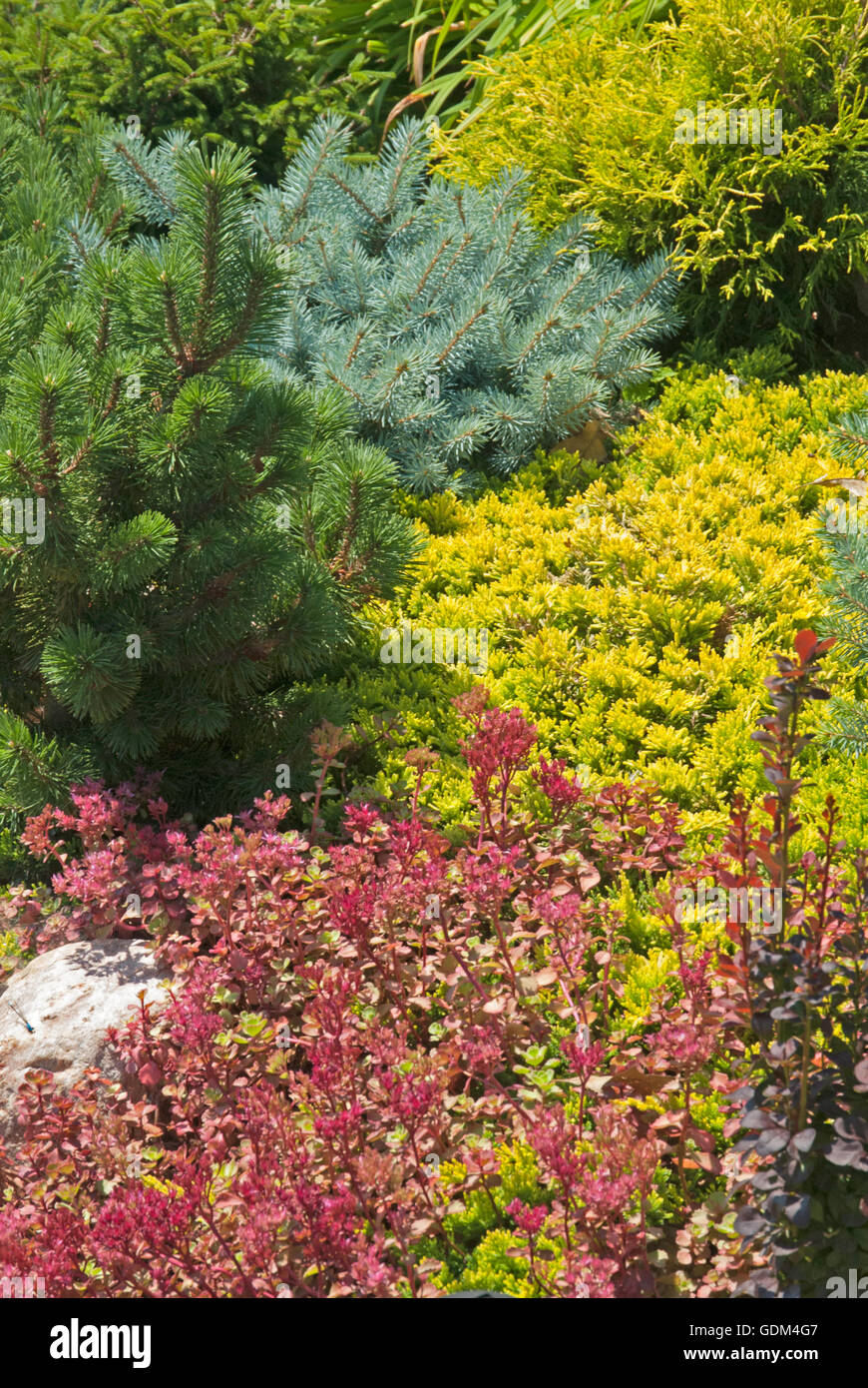 Giardino di conifere con sedum Foto Stock