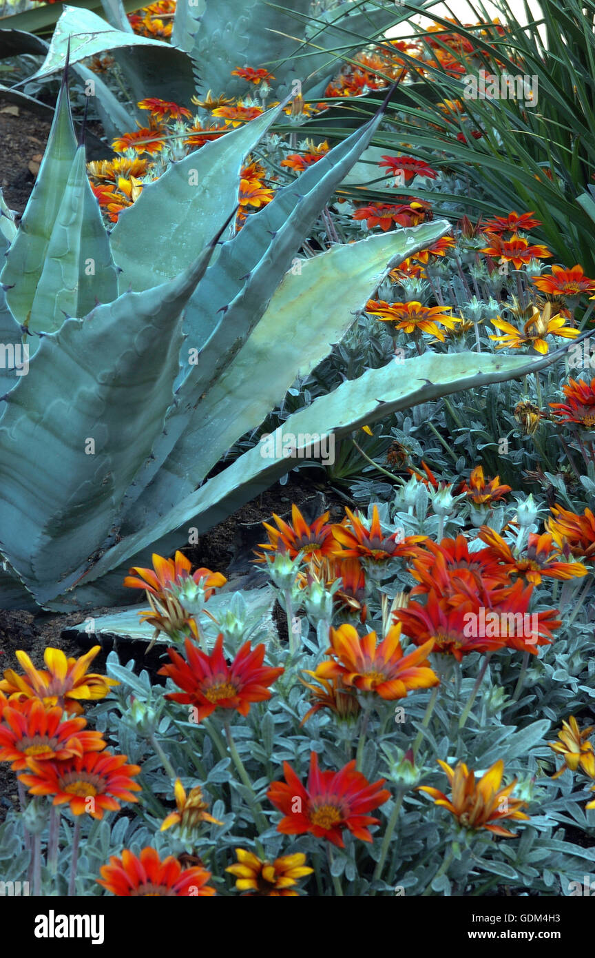 Agave americana SUPER BLU, Gazania fiori Foto Stock