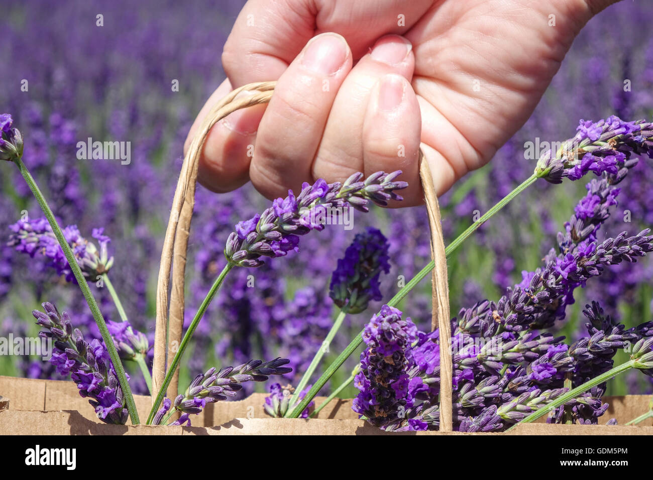 Cadwell Lavender Farm, Ickleford, Hitchin, Hertfordshire, Regno Unito. 18 luglio 2016, mentre la Gran Bretagna crogiolarsi al sole d'estate, i visitatori raccolgono la lavanda e godono delle alte temperature nei campi vicino a Hitchin. Foto Stock