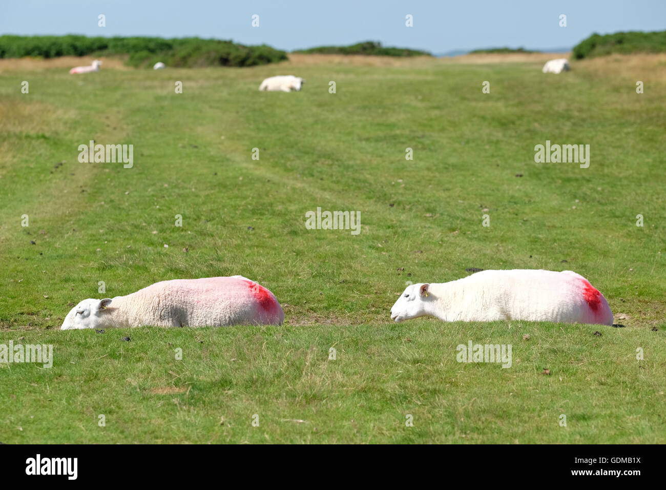 Hergest Ridge, Herefordshire, UK - Luglio 2016 - Ovini lotta per far fronte con il tempo molto caldo in alto sul Hergest Ridge ( altezza 426m ) mediante la posa in un poco profondo dip. Temperature locali di 30c sono attesi il giorno più caldo dell'anno finora. La cresta si estende a cavallo del confine tra Herefordshire e Powys Inghilterra e Galles. Foto Stock