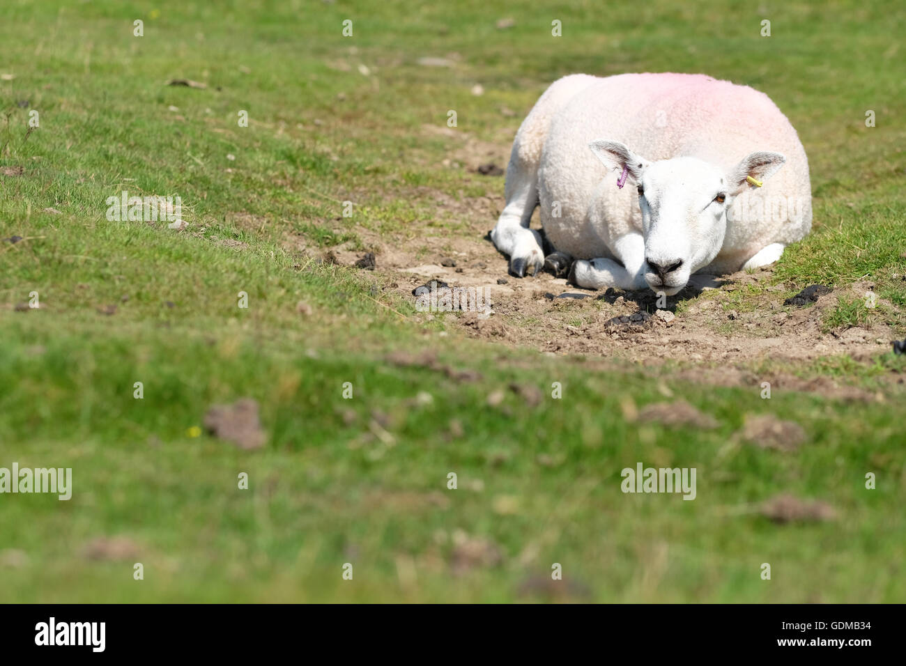 Hergest Ridge, Herefordshire, UK. Il 19 luglio 2016. Meteo REGNO UNITO: pecore tentare di rimanere fresco dalla posa in un poco profondo tuffo in alto sul Hergest Ridge ( altezza 426m ) e la loro lotta per far fronte con il giorno più caldo dell'anno finora. Temperature locali di 30c sono previsti nella regione di oggi. Hergest Ridge si trova a cavallo del confine tra Herefordshire e Powys Inghilterra e Galles. Foto Stock