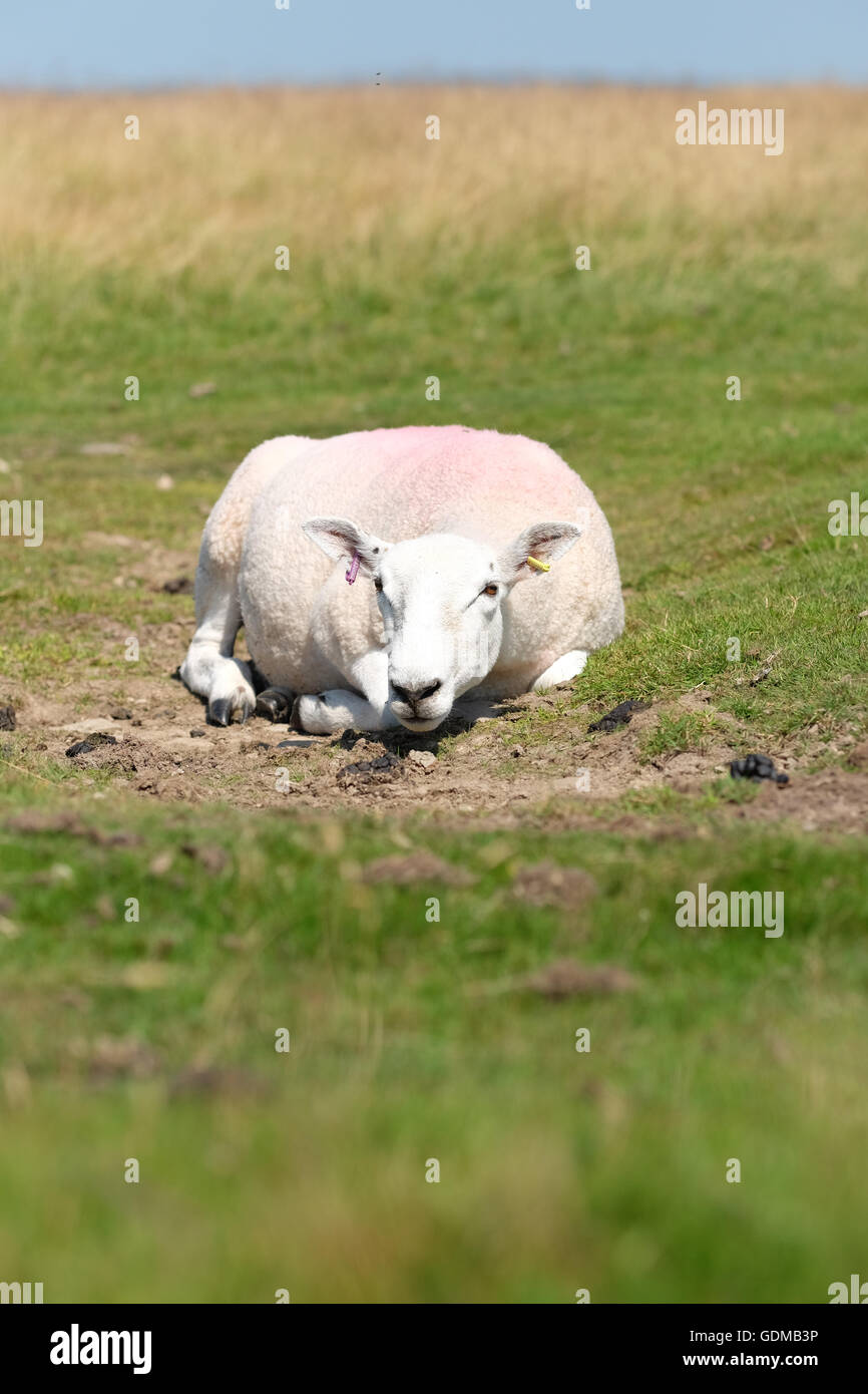 Hergest Ridge, Herefordshire, UK - Luglio 2016 - pecore tentare di rimanere fresco dalla posa in un poco profondo tuffo in alto sul Hergest Ridge ( altezza 426m ) e la loro lotta per far fronte con il giorno più caldo dell'anno finora. Temperature locali di 30c sono previsti nella regione di oggi. Hergest Ridge si trova a cavallo del confine tra Herefordshire e Powys Inghilterra e Galles. Foto Stock