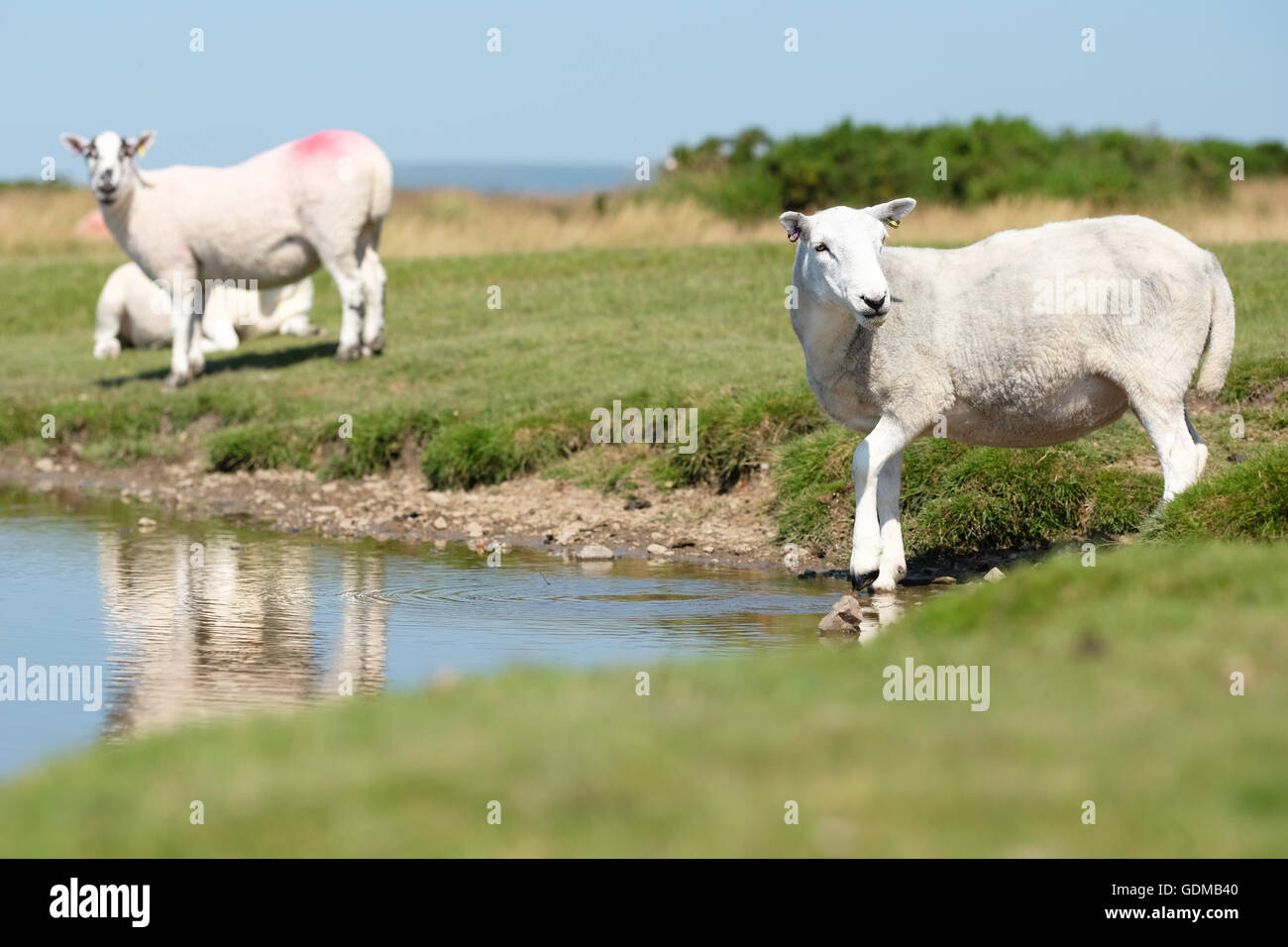 Hergest Ridge, Herefordshire, UK. Luglio 2016 pecore bere da una piscina poco profonda in alto sul Hergest Ridge ( altezza 426m ) e la loro lotta per rimanere fresco il giorno più caldo dell'anno finora. Temperature locali di 30c sono previsti nella regione di oggi. Hergest Ridge si trova a cavallo del confine tra Herefordshire e Powys Inghilterra e Galles. Foto Stock