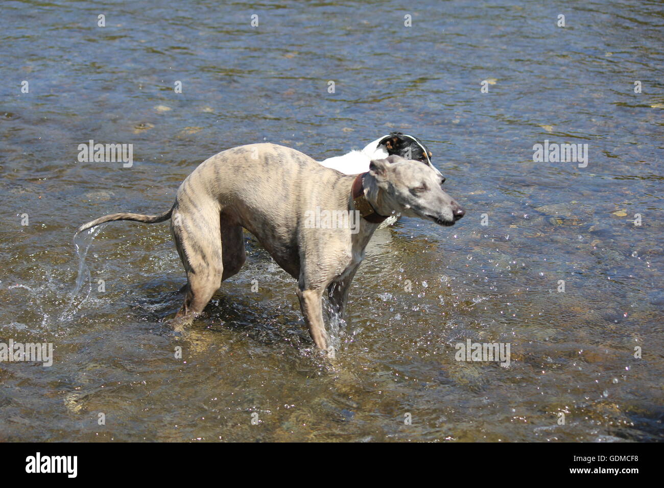 Aberystwyth, Wales, Regno Unito. Il 19 luglio 2016. Due hot dog , un jack russell & whippet raffreddarsi mentre sguazzare nel fiume ystwyth su una calda e soleggiata giornata sulla costa gallese Credito: mike davies/Alamy Live News Foto Stock