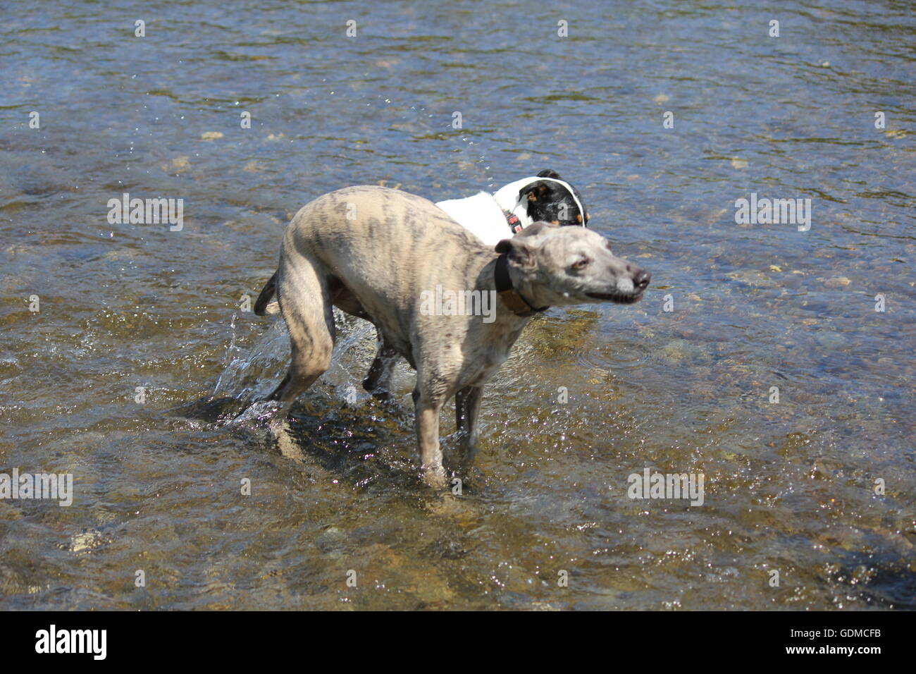 Aberystwyth, Wales, Regno Unito. Il 19 luglio 2016. Due hot dog , un jack russell & whippet raffreddarsi mentre sguazzare nel fiume ystwyth su una calda e soleggiata giornata sulla costa gallese Credito: mike davies/Alamy Live News Foto Stock