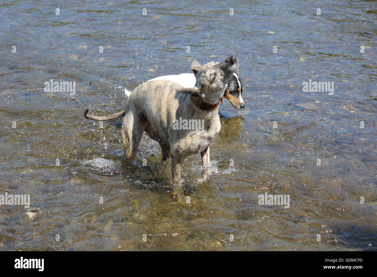 Aberystwyth, Wales, Regno Unito. Il 19 luglio 2016. Due hot dog , un jack russell & whippet raffreddarsi mentre sguazzare nel fiume ystwyth su una calda e soleggiata giornata sulla costa gallese Credito: mike davies/Alamy Live News Foto Stock