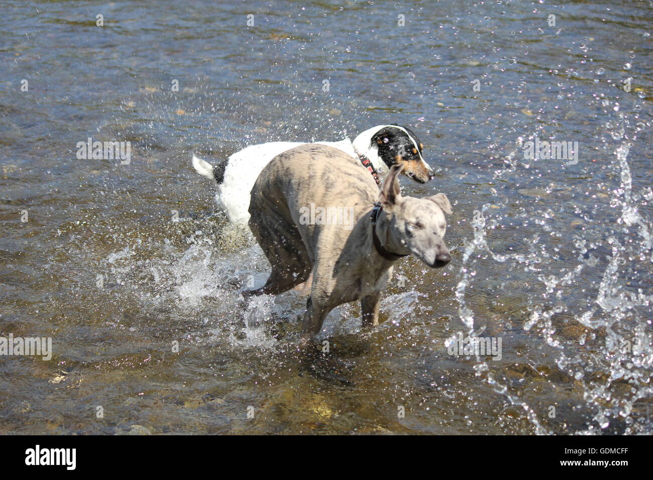Aberystwyth, Wales, Regno Unito. Il 19 luglio 2016. Due hot dog , un jack russell & whippet raffreddarsi mentre sguazzare nel fiume ystwyth su una calda e soleggiata giornata sulla costa gallese Credito: mike davies/Alamy Live News Foto Stock