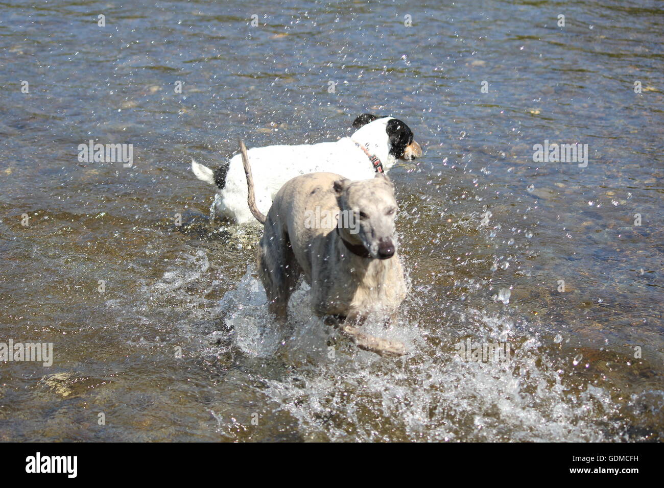 Aberystwyth, Wales, Regno Unito. Il 19 luglio 2016. Due hot dog , un jack russell & whippet raffreddarsi mentre sguazzare nel fiume ystwyth su una calda e soleggiata giornata sulla costa gallese Credito: mike davies/Alamy Live News Foto Stock