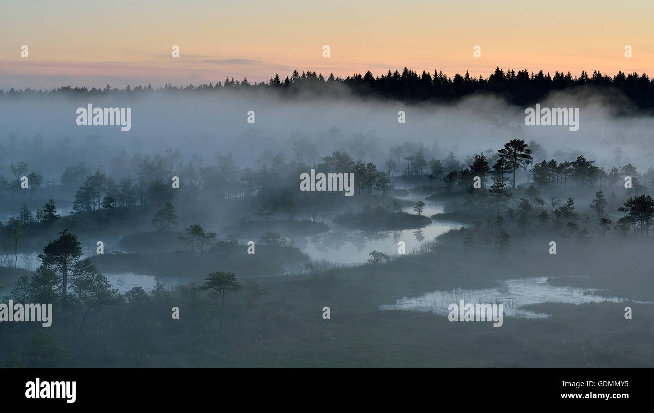 Misty notte estiva nella palude Foto Stock