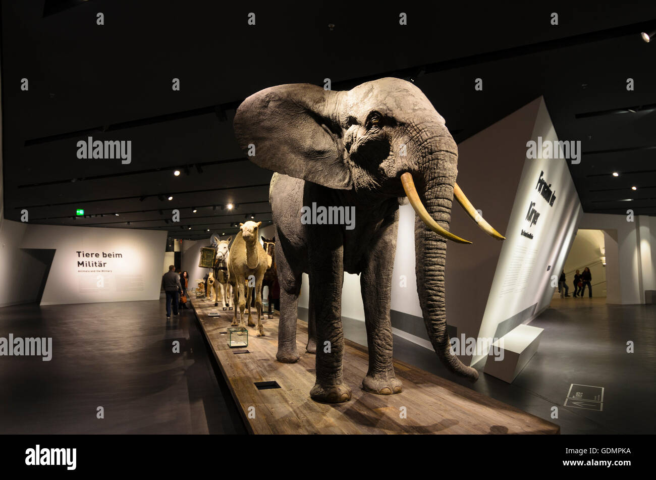 Dresda: Bundeswehr Museo di storia militare : elefante ripiene come un esempio di Annibale per la campagna in argomenti ostacolo corso ' animali Foto Stock
