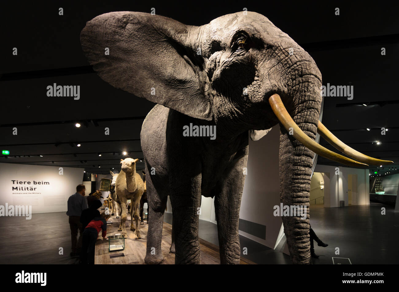 Dresda: Bundeswehr Museo di storia militare : elefante ripiene come un esempio di Annibale per la campagna in argomenti ostacolo corso ' animali Foto Stock