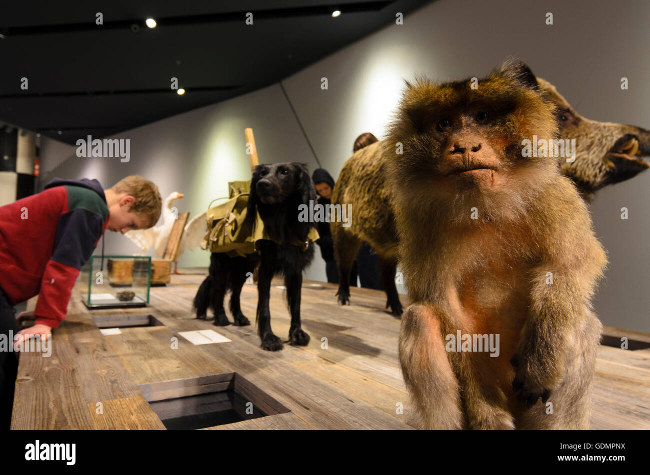 Dresda: Bundeswehr Museo di storia militare : cane dalla Seconda Guerra Mondiale con il pacchetto di esplosivi e di Barbary Macaque di Gibra Foto Stock