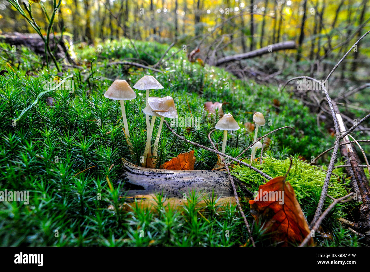 Inizio autunno scenario con il bianco di funghi coltivati tra i muschi , da una foresta in Paesi Bassi Foto Stock