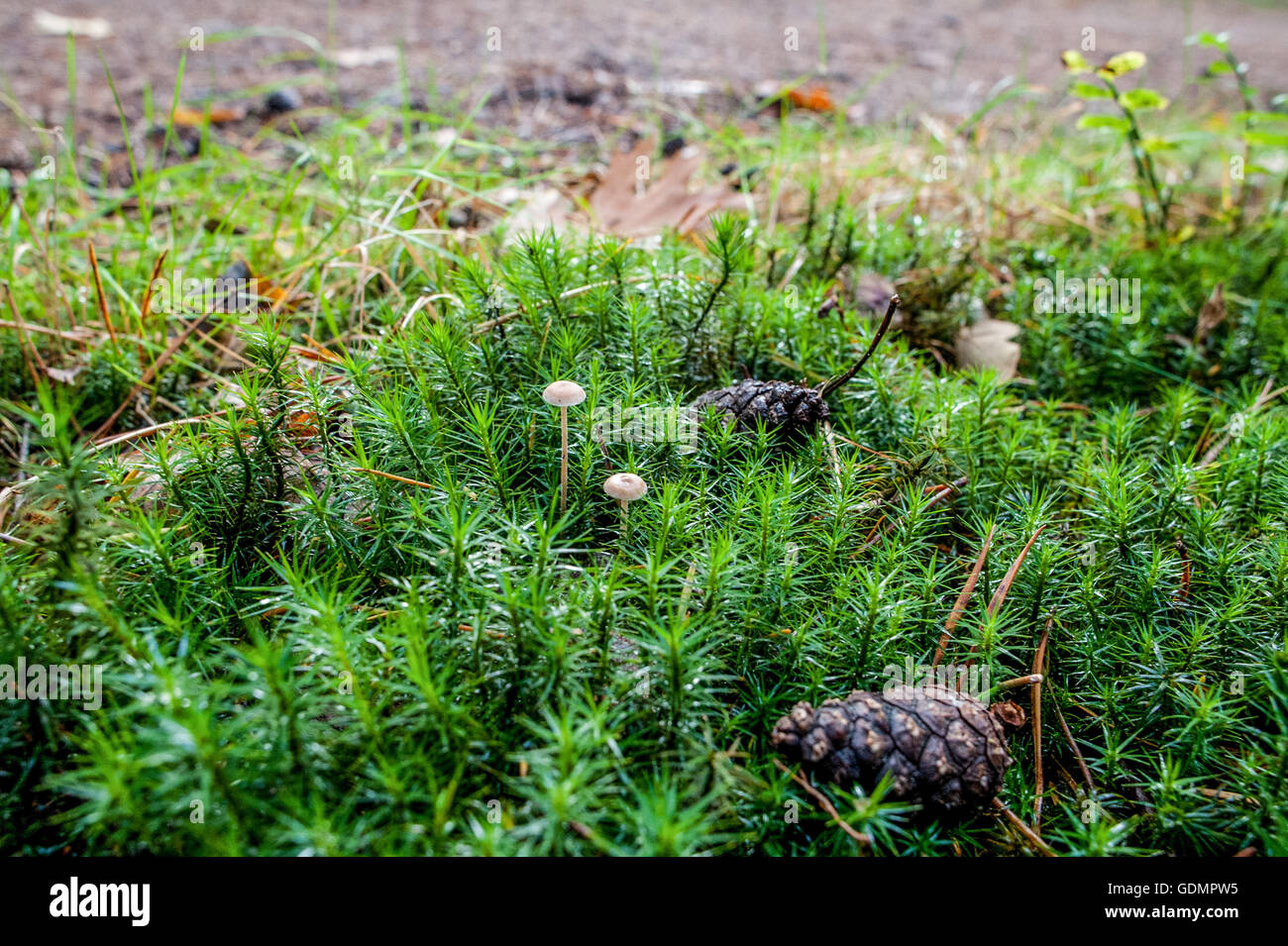 Inizio autunno scenario con il bianco di funghi coltivati in tra i muschi , da una foresta in Paesi Bassi Foto Stock