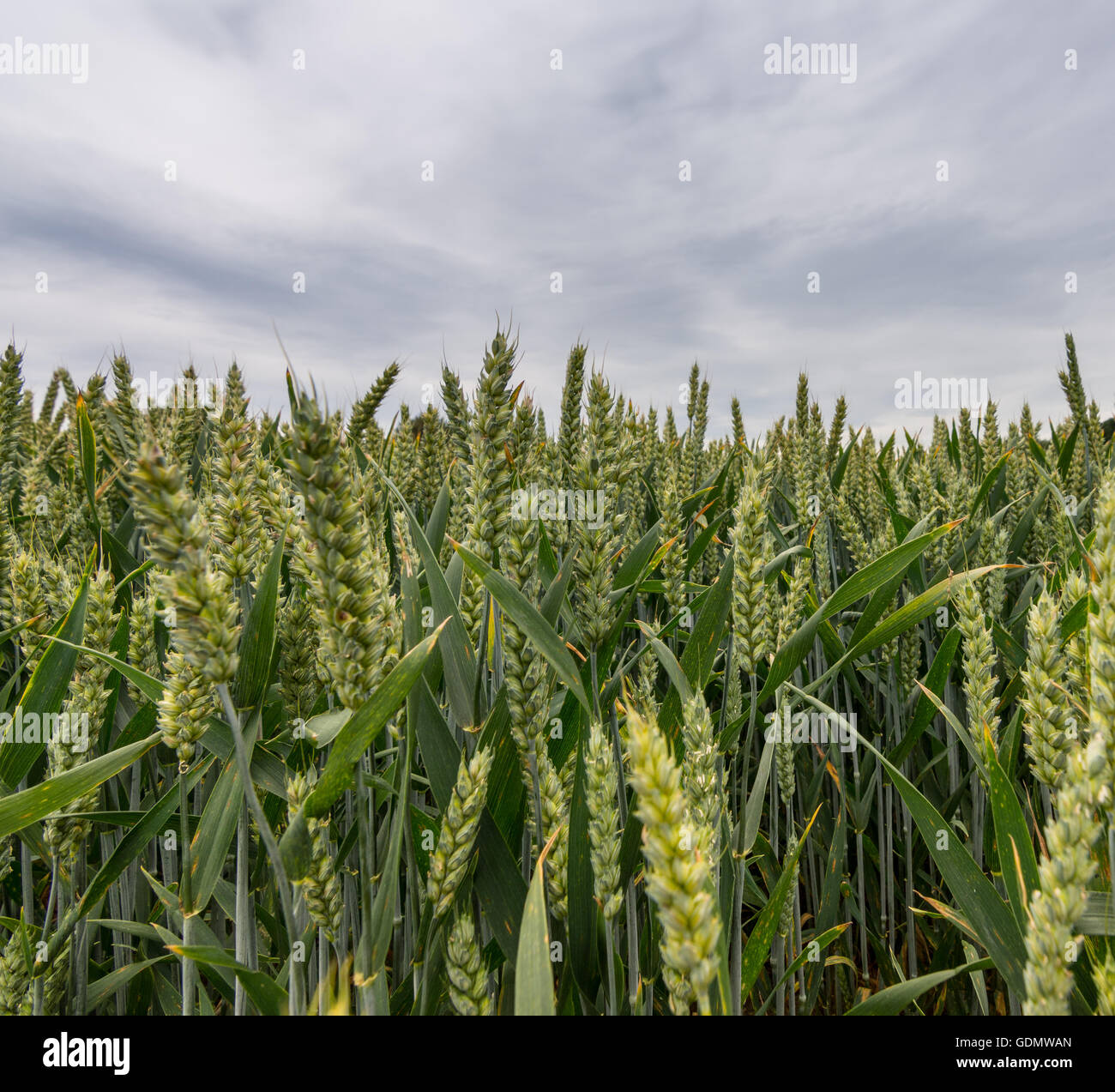 Chiudere la vista di giovani raccolto di grano Foto Stock