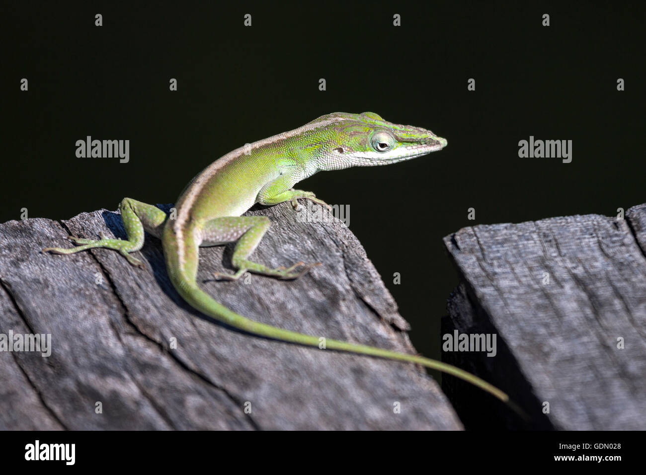 Cubano anole verde (Anolis porcatus), Cuba Foto Stock