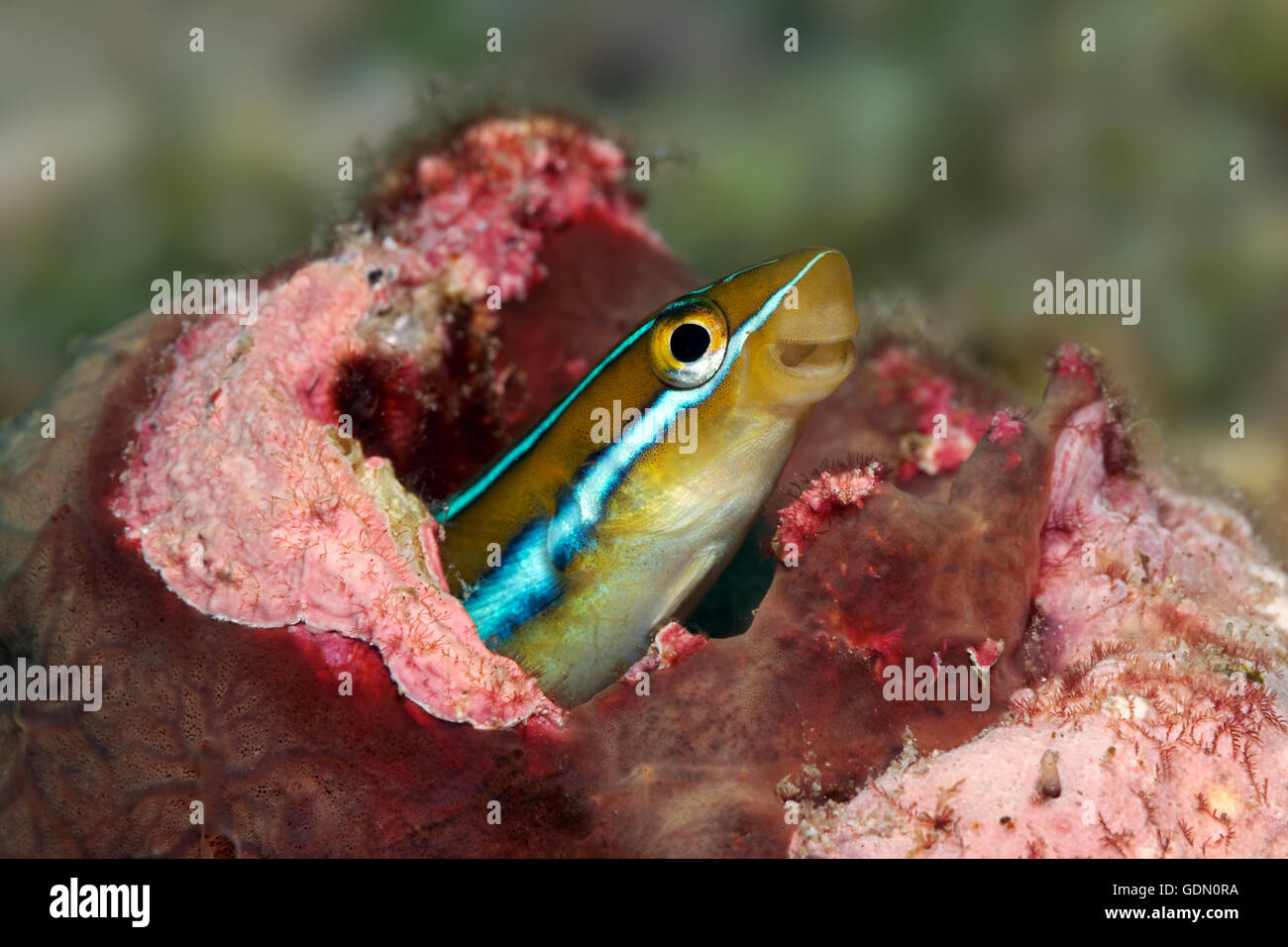 Bluestriped fangblenny (Plagiotremus rhinorhynchos) nel nascondimento, Tukangbesi arcipelago, Wakatobi. National Park, Banda Mare Foto Stock