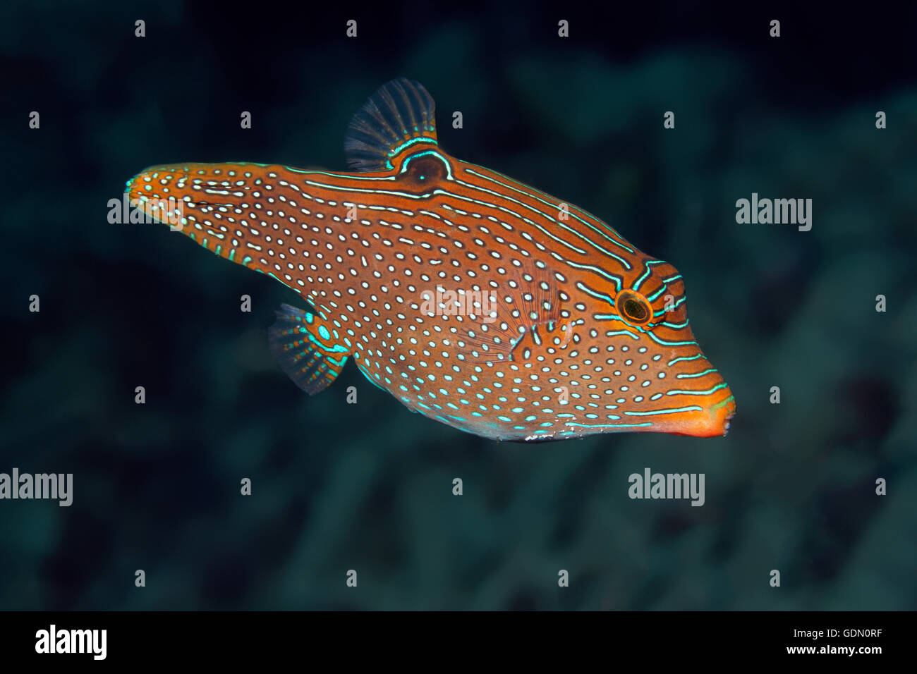 Toby papua, Falso occhio pufferfish, Falso occhio Puffer fish (Canthigaster papua), Tukangbesi arcipelago, Wakatobi. Parco Nazionale Foto Stock