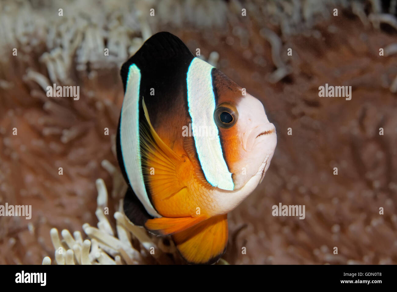 Clark (Anemonefish Amphiprion clarkii) in host anemone, Tukangbesi arcipelago, Wakatobi. National Park, Banda Mare Foto Stock