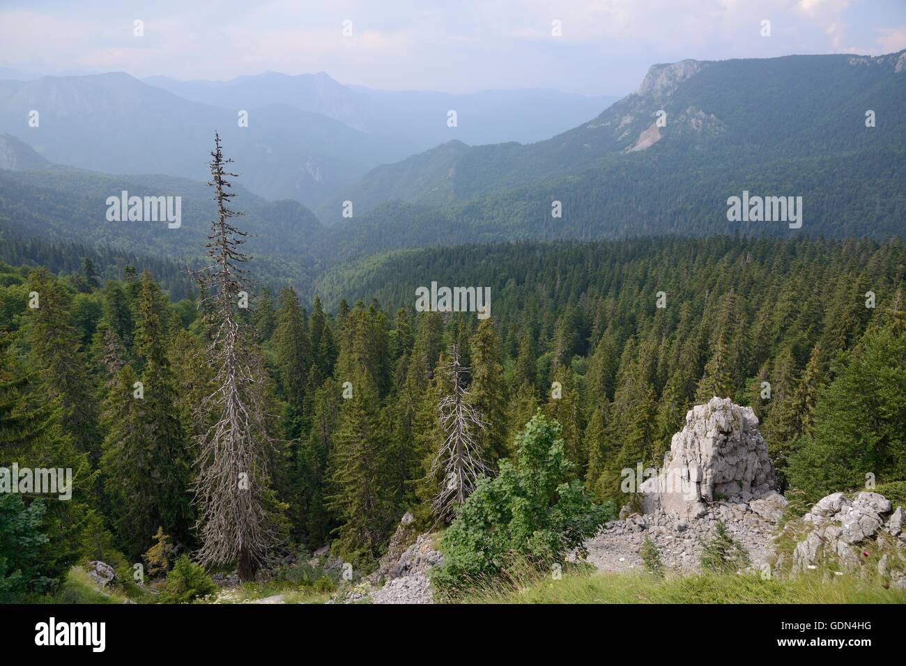 Panoramica di Perucica foreste vergini, uno dell'Europa pochi sopravvissuti di foreste pluviali, Sutjeska National Park, in Bosnia ed Erzegovina. Foto Stock