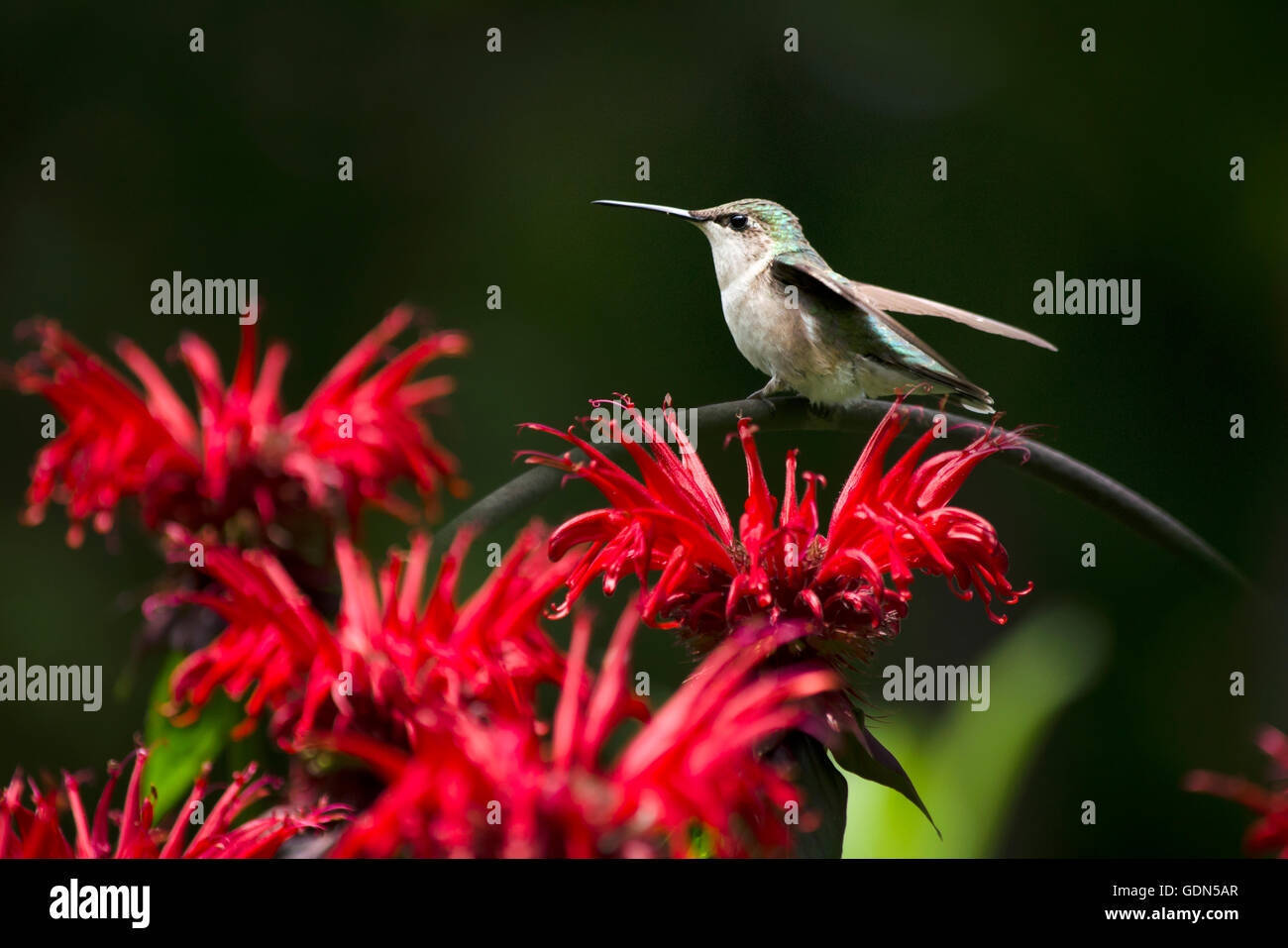 Carino hummingbird appollaiata sul rosso dei fiori nel giardino estivo habitat. Foto Stock