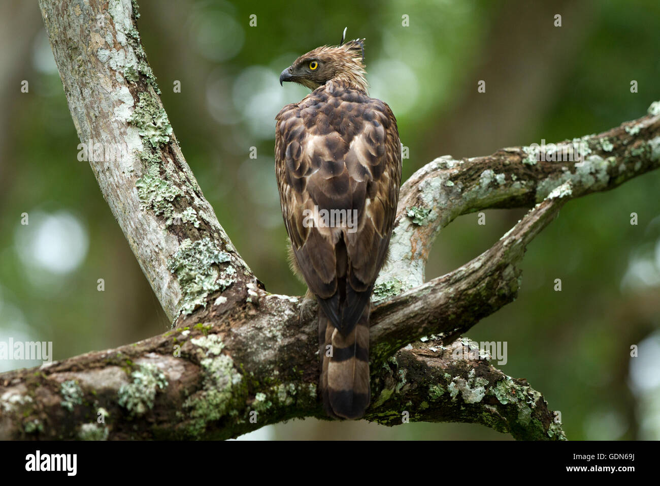 Modificabile Hawk Eagle in appoggio su un pesce persico Foto Stock