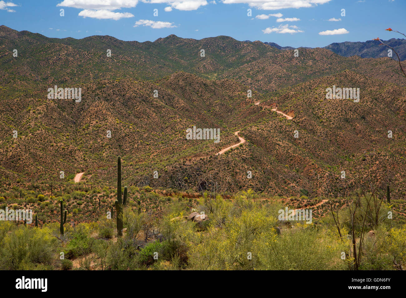 Deserto byway, Apache Trail Scenic Byway, Tonto National Forest, Arizona Foto Stock