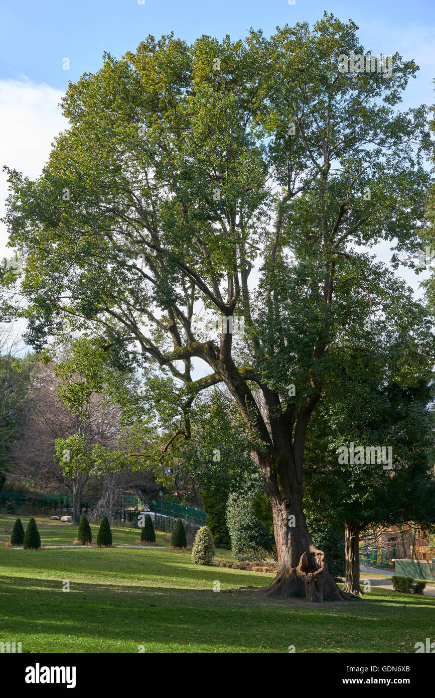 Prato verde e un grande vecchio albero in un parco in Italia. Foto Stock