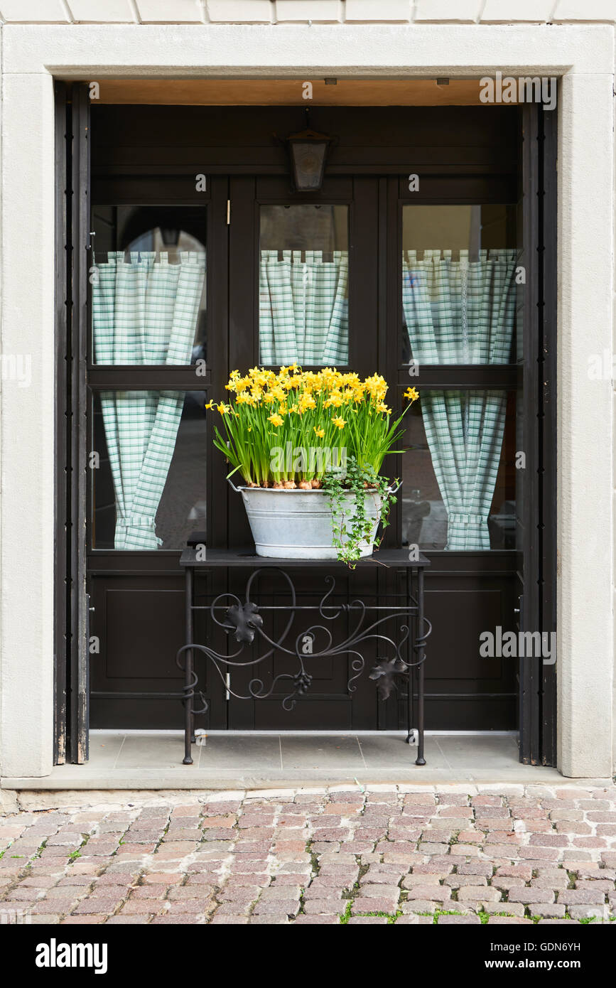 Daffodil vaso di fiori in piena fioritura di fronte a una finestra in Italia. Foto Stock