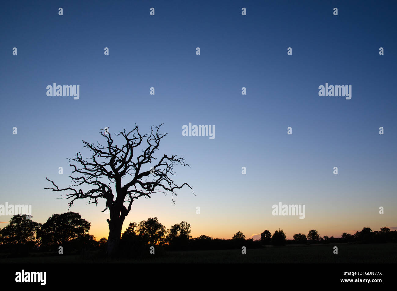 Dead Oak tree silhouette dal tramonto Foto Stock