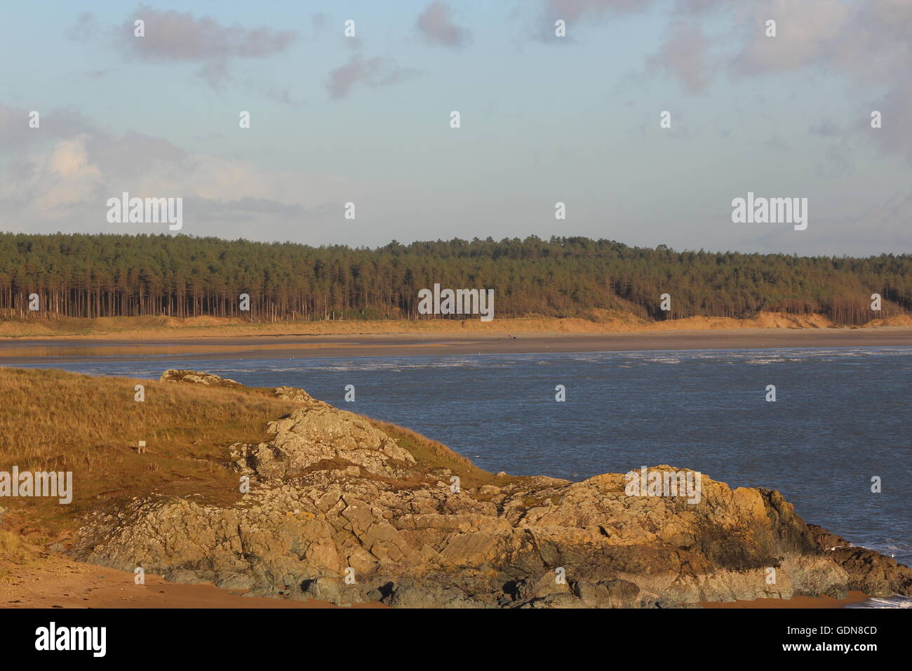 Foresta Newborough forma St Dwynwen isola. Anglesey, Galles del Nord Foto Stock