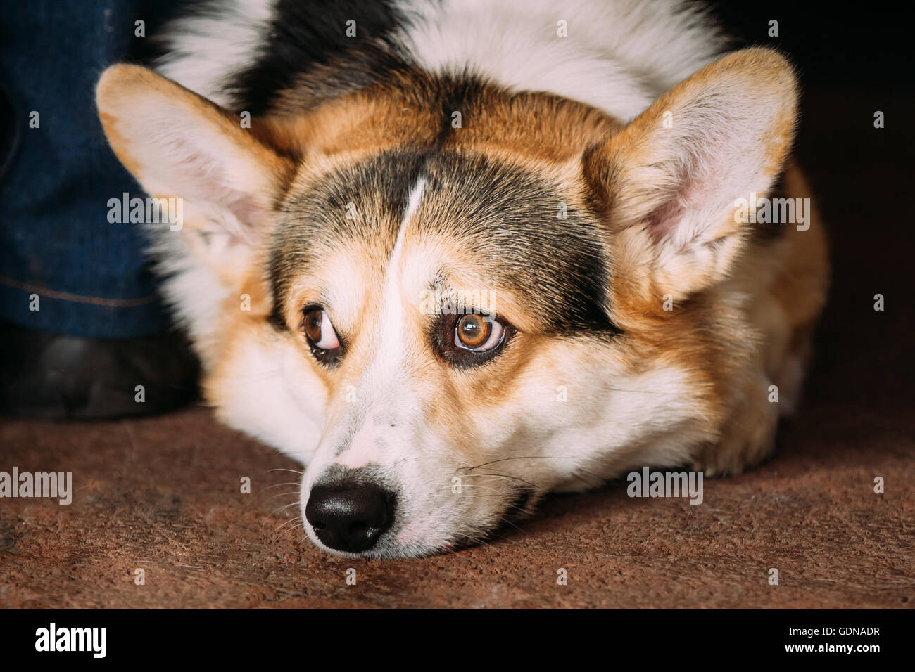 Triste Welsh Corgi cane. Razza popolare Foto Stock